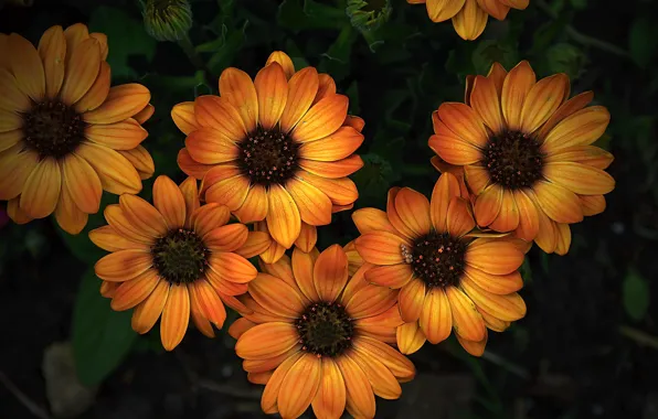 Картинка Желтые цветы, Yellow flowers, Orange flowers