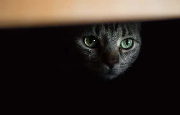 Кошка, взгляд, фон