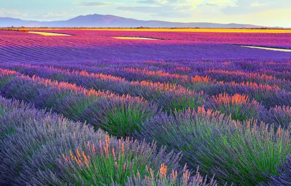 Закат, цветы, Франция, гора, красота, Горизонт, простор, Sunset
