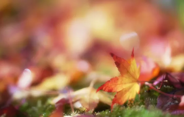 Картинка осень, листья, мох, размытость, листик, боке