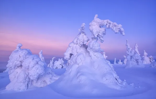 Зима, деревья, пейзаж, природа, утро, ели, Финляндия, снега