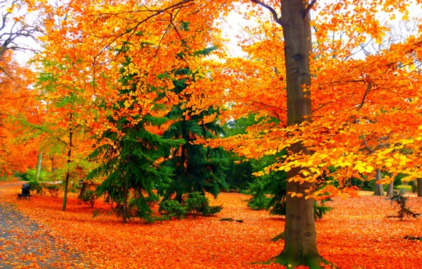 Картинка осень, листья, деревья, парк, дорожка, скамья