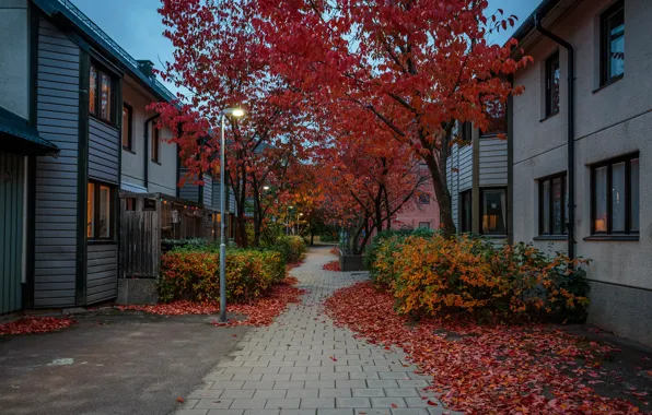 Картинка осень, листья, деревья, огни, улица, дома, вечер, фонари