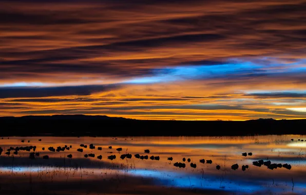 Картинка небо, облака, птицы, озеро, отражение, рассвет, утро, США