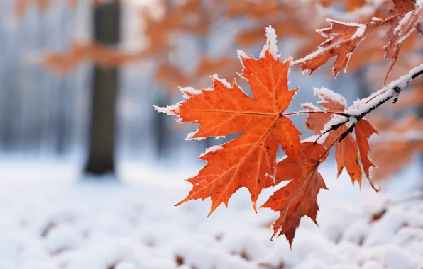 Snow, снег, фон, зима, leaves, autumn, листья, close-up