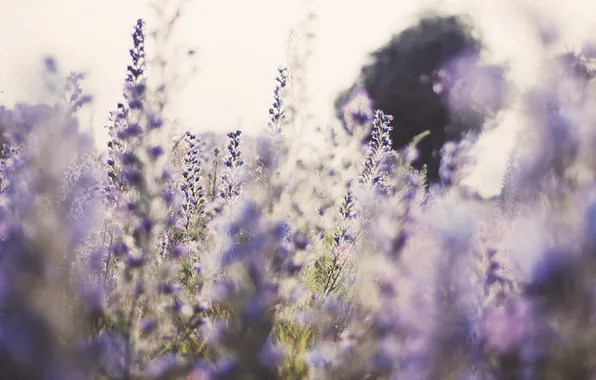 Лето, цветы, природа