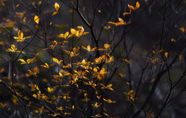 Листья, ветки, природа