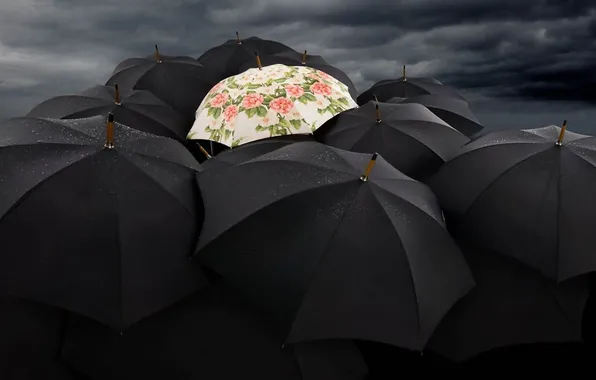 Картинка цветы, светлый, контраст, зонты, black, flowers, черные, umbrellas
