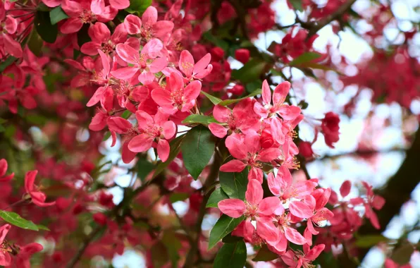 Flower, spring, bloom