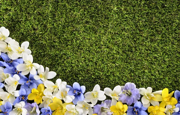 Цветы, газон, весна, grass, травка, flowers, spring, lawn