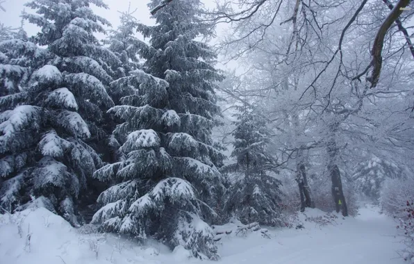 Снег, Лес, Заносы, Глухозимье, Ельник