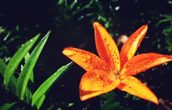 Orange, waterdrops, bright