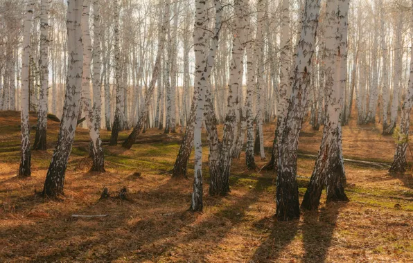 Осень, лес, стволы, березы, берёзы, березовая роща, березки