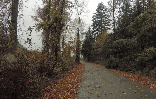 Дорога, листва, Осень, road, autumn, leaves, fall