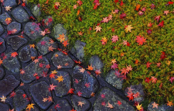 Картинка осень, листья, цветы, камни, булыжники