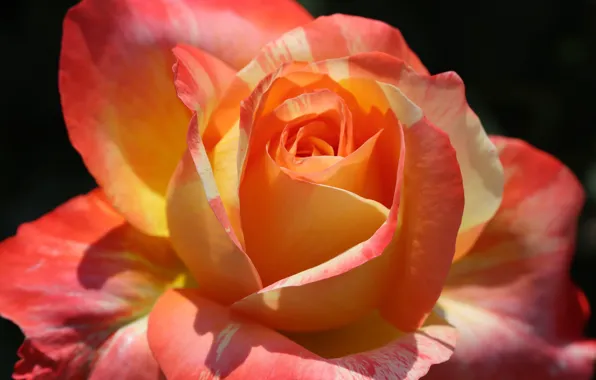 Картинка розы, макро, свет, лепестки, цветение