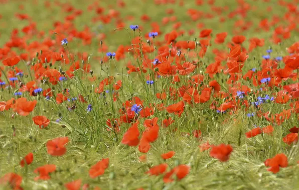 Картинка поле, трава, цветы, маки, луг