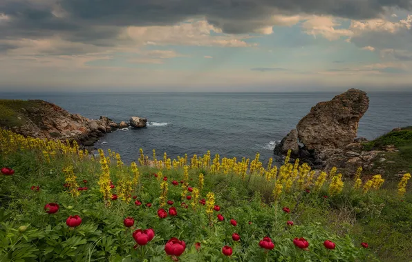 Картинка море, небо, облака, пейзаж, цветы, природа