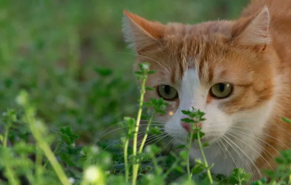Картинка кошка, трава, мордочка, рыжая