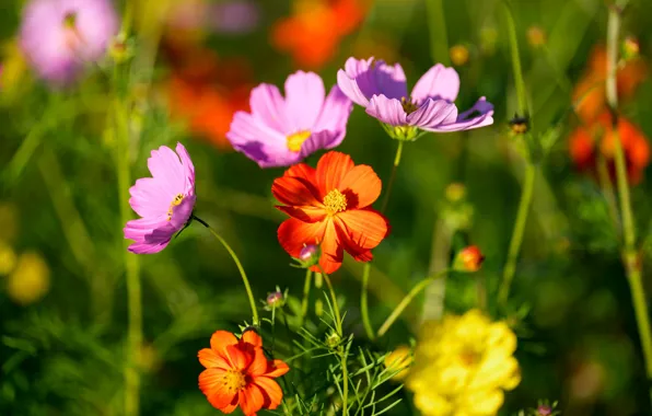 Картинка лето, космос, свет, цветы, зеленый, фон, яркие, лепестки