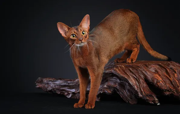 Кошка, кот, темный фон, коряга, кора, стоит, абиссинская