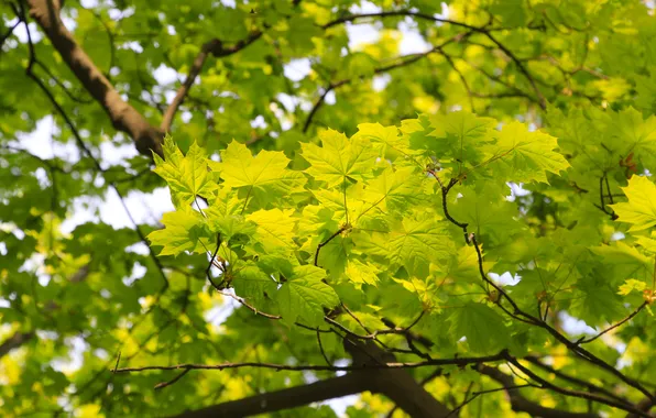 Spring, leaf, twig