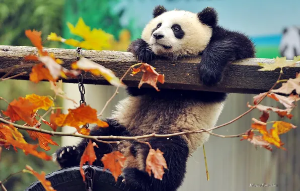 Картинка осень, листья, ветки, животное, китай, медведь, панда, зверь