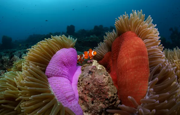 Море, рыбки, рыбы, парочка, подводный мир, под водой, морское дно, анемоны