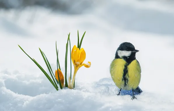 Картинка снег, птица, весна, крокус, синица