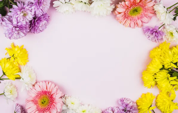 Картинка цветы, colorful, хризантемы, pink, flowers, spring, violet