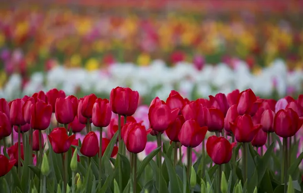Цветы, природа, тюльпаны