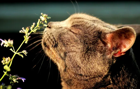 Картинка кот, растение, мята, нюхает, блаженство, кошачья