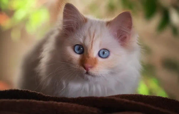 Кошка, белый, взгляд, котенок, фон, пушистый, котёнок, колор-пойнт