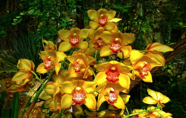 Фото, Цветы, Желтый, Орхидеи