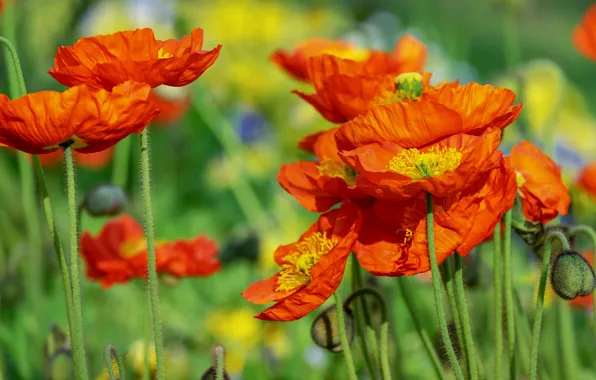Картинка зелень, поле, лето, цветы, оранжевый, яркие, мак, маки