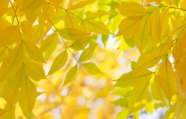 Осень, листья, макро, ветки