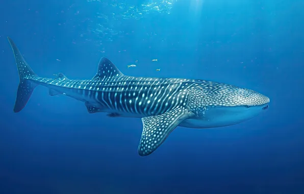 Картинка shark, atlantic, whale