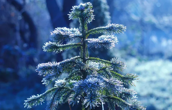 Winter, snow, tree, cold, spruce