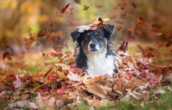 Картинка осень, взгляд, листья, собака, Австралийская овчарка, Аусси