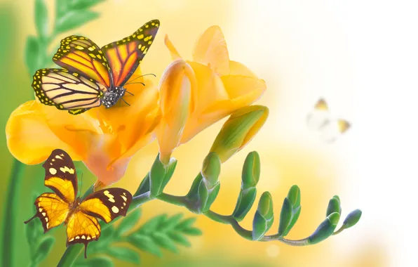 Картинка бабочки, цветы, желтые, бутоны, цветение, листики