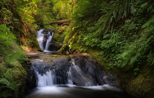 Лес, ручей, водопад, каскад, Columbia River Gorge, Washington State, Ущелье реки Колумбия, Штат Вашингтон