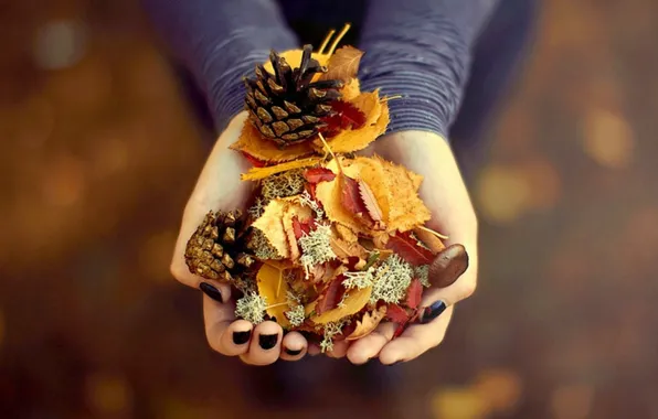 Photography, beautiful, autumn, leaves, gift, pinecones