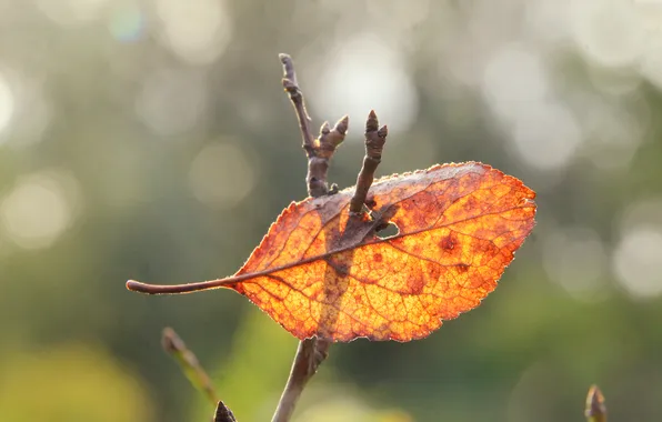 Red, autumn, leaf, fall