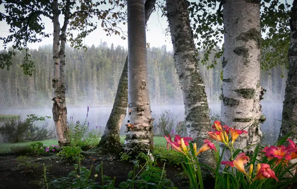 Лес, лето, деревья, цветы, ветки, туман, озеро, пруд