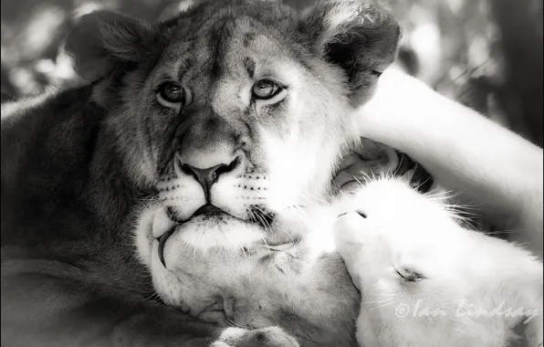 Картинка фотошоп, лев, ч/б, львы, черно-белый снимок