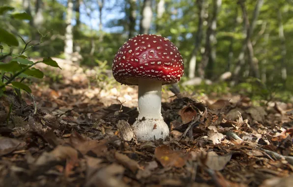 Картинка forest, mushroom, sunlight