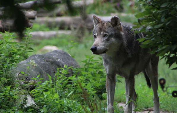Картинка nature, snow, predator, face, animal, wolf, wildlife, portrait