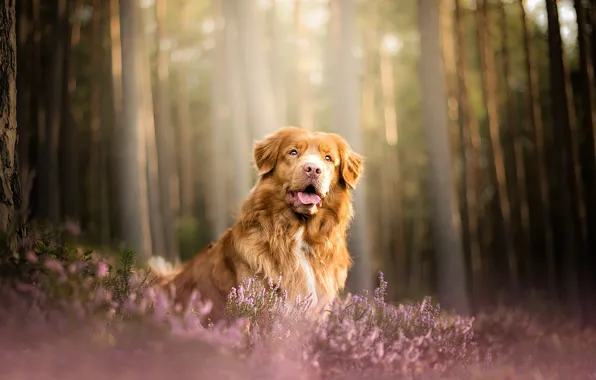 Картинка лес, собака, вереск, Новошотландский ретривер