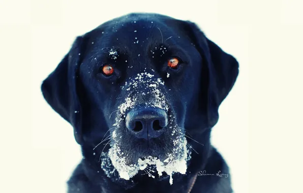 Зима, глаза, взгляд, снег, собака, белый фон, чёрная