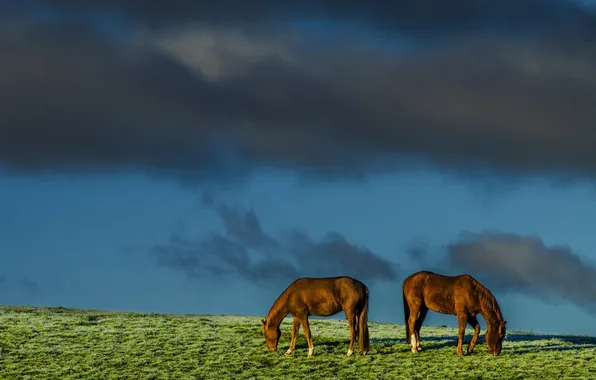 Картинка поле, небо, природа, кони